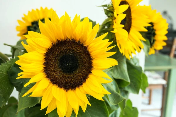Sonnenblumen gegen weiße Wand, gelbes Sommerkonzept Nahaufnahme Hintergrundstruktur — Stockfoto