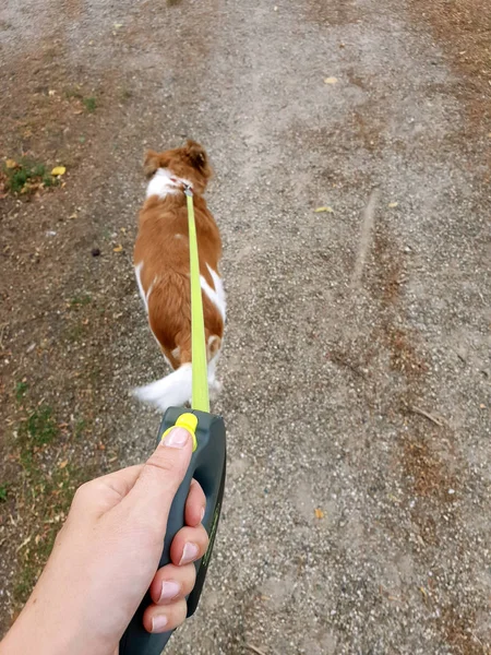 Pemilik berjalan dengan anjing di taman. Peliharaan patuh pada tali dengan pemiliknya — Stok Foto