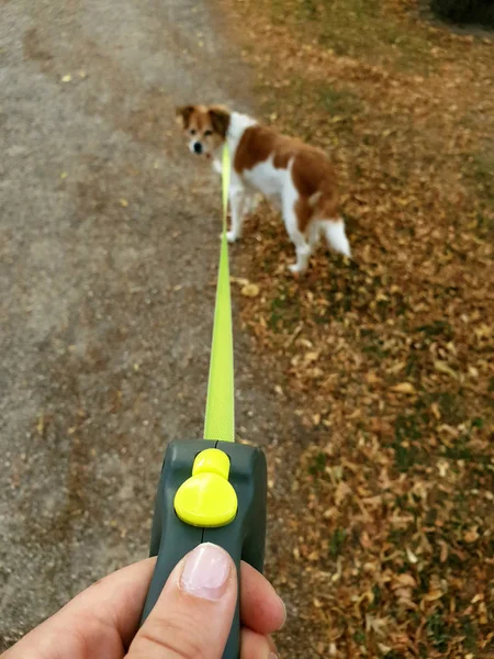 Propietario paseando con el perro en el parque. Obediente mascota con una correa con su dueño —  Fotos de Stock