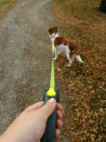 Propietario paseando con el perro en el parque. Obediente mascota con una correa con su dueño —  Fotos de Stock