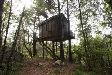 Norveç'te Treehouse yeşil bir ormanda, uyku konaklama Eylül 2018