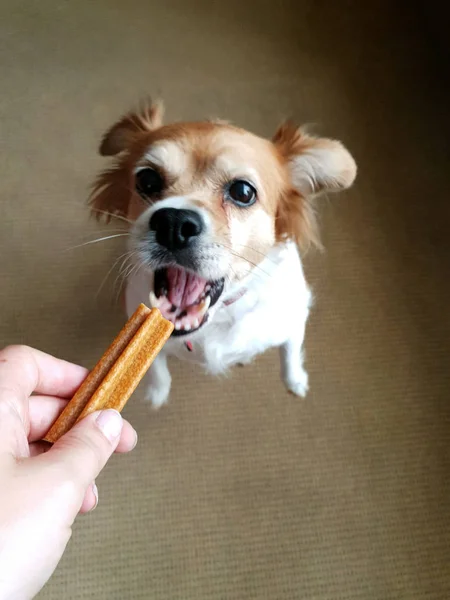 Mão do proprietário segurando um deleite, engraçado cão agarra para cão biscoito treinando seu animal de estimação — Fotografia de Stock