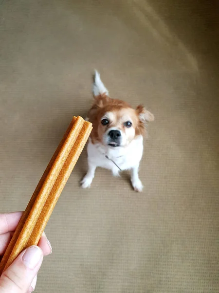 Mano del dueño sosteniendo una golosina, perro que obedeció entrenando a tu mascota — Foto de Stock