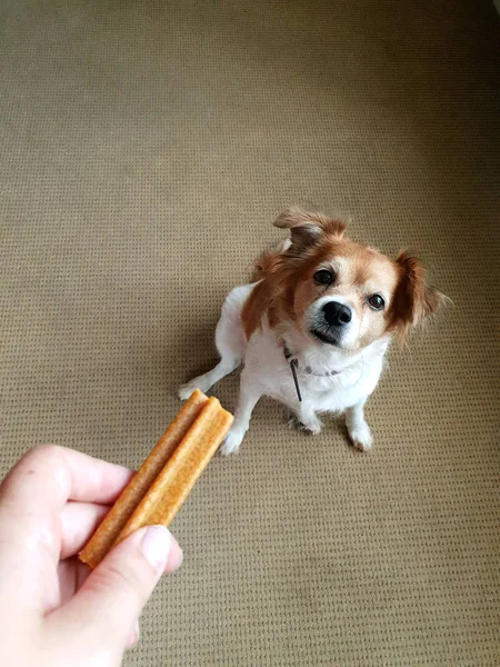 Mano del dueño sosteniendo una golosina, perro que obedeció entrenando a tu mascota — Foto de Stock