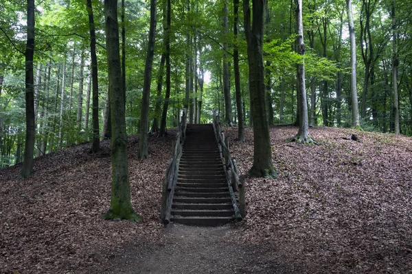 Wooden stairs in the forest, outdoors stairs in colorful nature