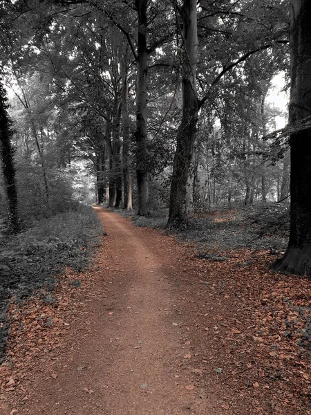 Path through a dark forest, mystery landscape beautiful nature — Stock Photo, Image