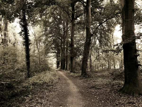 Path through a dark forest, mystery landscape beautiful nature — Stock Photo, Image