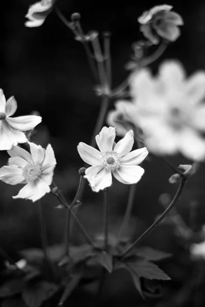 Piękne kwiaty czarno-biała wiosna i gładkie tło. Selektywna koncentracja — Zdjęcie stockowe
