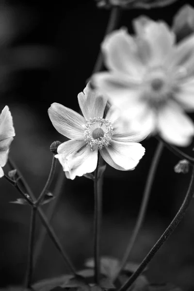 Beautiful flowers black and white spring and smooth background. Selective focus