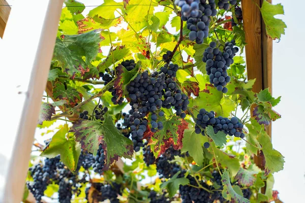 Bunch of blue grapes and green leafs on the vine hanging, for winemaking — Stock Photo, Image