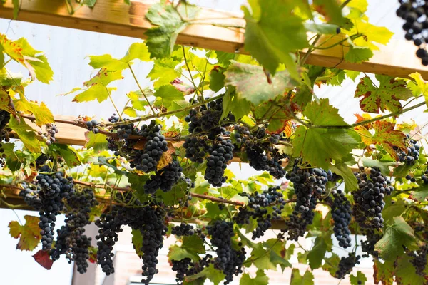 Bunch of blue grapes and green leafs on the vine hanging, for winemaking — Stock Photo, Image