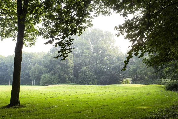 Green meadow with morning light in a park, beautiful landscape — Stock Photo, Image