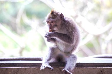 Bali'de meyve yiyen vahşi maymun bir odun rafında, vahşi yaşamda oturuyor