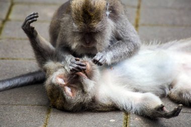 Maymunlar birbirlerini temizlerler, parazitleri birbirlerine temizlerler, birbirlerini nitler alırlar.vahşi yaşamda birbirlerini nit'ler alırlar.