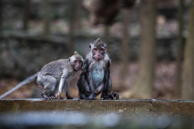 Issız yaramaz yaramaz maymun Jungle havuzda oynuyor