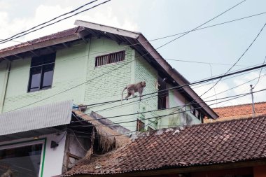 Maymun Bali, Ubd bir şehirde elektrik teli üzerinde yürüyor