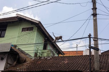 Maymun Bali, Ubd bir şehirde elektrik teli üzerinde yürüyor