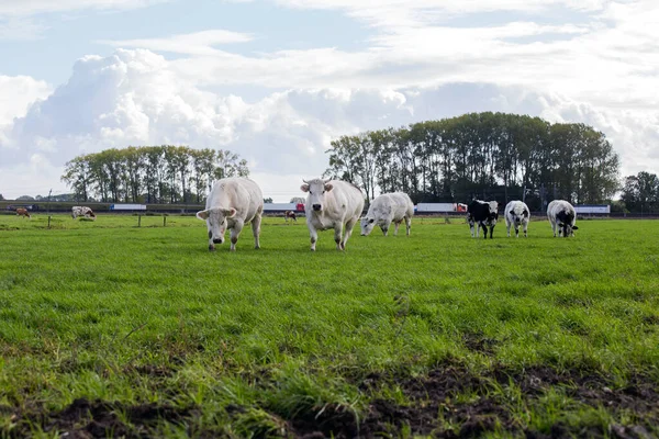 Groupe de vaches broutant sur prairie verte avec ciel nuageux bleu avec autoroute sur le fond — Photo
