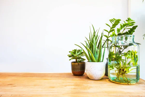 Élégantes plantes vertes sur table en bois avec fond blanc, design moderne et espace pour le texte — Photo