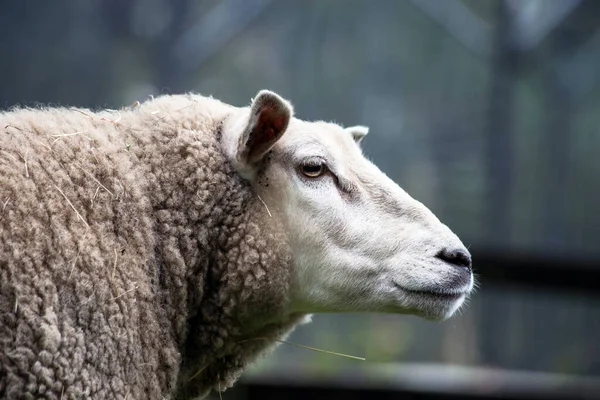 Closeup Portrait of a beauutiful happy sheep on the Farm against moody background grazing in the field — Stock Photo, Image