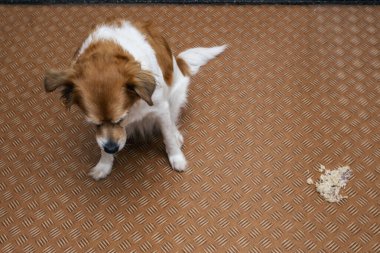Oturma odasında yere kusan köpek, kendini iyileştirmek için kusan hasta köpek.