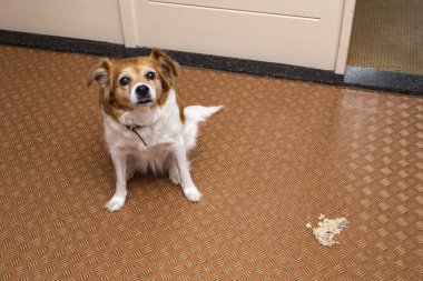 Oturma odasında yere kusan köpek, kendini iyileştirmek için kusan hasta köpek.
