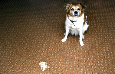 Oturma odasında yere kusan köpek, kendini iyileştirmek için kusan hasta köpek.