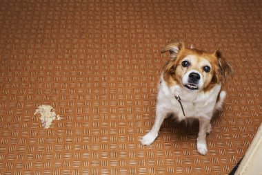Oturma odasında yere kusan köpek, kendini iyileştirmek için kusan hasta köpek.