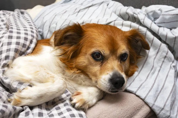Lindo perrito acostado en una almohada en la cama debajo de las sábanas, listo para dormir — Foto de Stock