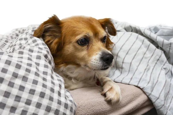 Lindo perrito acostado en una almohada en la cama debajo de las sábanas, listo para dormir aislado — Foto de Stock