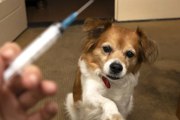 Mão com seringa e cão preparando-se para a injeção de vacina em segundo plano. Vacinação, Dia Mundial da Raiva e conceito de cuidados de saúde para animais de estimação. Foco seletivo . — Fotografia de Stock