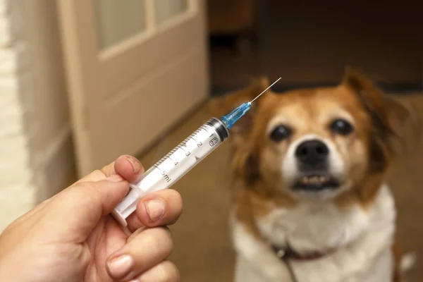 Mão com seringa e cão preparando-se para a injeção de vacina em segundo plano. Vacinação, Dia Mundial da Raiva e conceito de cuidados de saúde para animais de estimação. Foco seletivo . — Fotografia de Stock