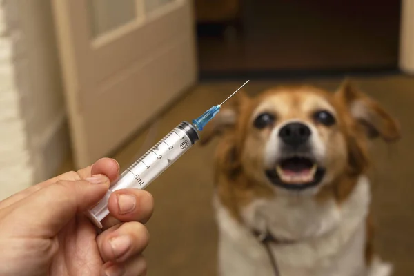 Ruka s injekční stříkačkou a psem připravující se na očkování na pozadí.Očkování, Světový den vztekliny a koncepce péče o domácí mazlíčky. Selektivní zaměření. — Stock fotografie