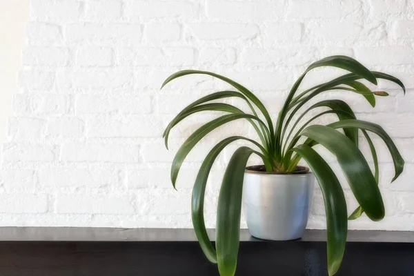 Grande plante de maison verte dans un pot moderne sur une étagère en bois contre un mur de briques blanches, design botanique scandinave rétro, espace pour le texte — Photo