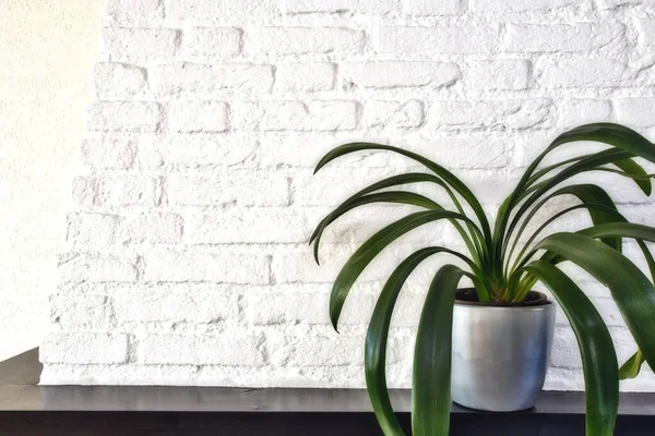 Grande plante de maison verte dans un pot moderne sur une étagère en bois contre un mur de briques blanches, design botanique scandinave rétro, espace pour le texte — Photo