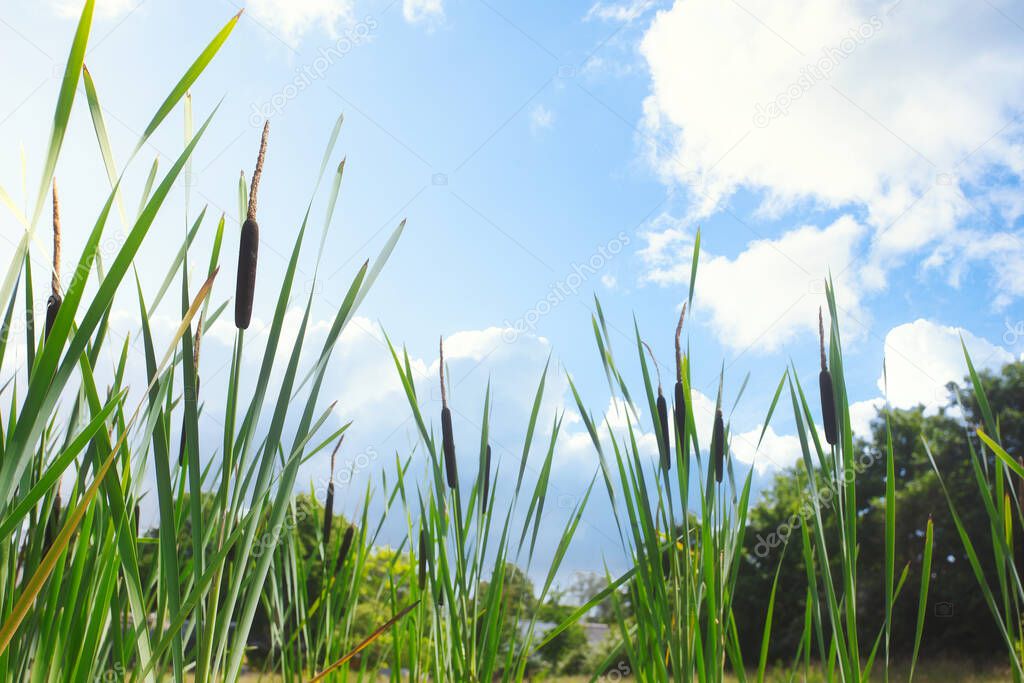 Beautiful landscape of bull rushes and reed mace in the blue sky, summer day with sunlight green landscape background