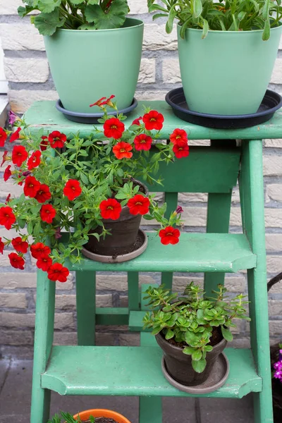 Verschiedene bunte Blumen im Topf auf kleinen grünen Holztreppen im Garten zur Dekoration, — Stockfoto