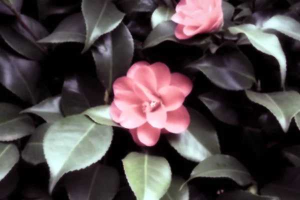 亮晶晶的粉色花朵在一束绿叶中 模糊的背景 阳光下的花朵 柔和的彩色花背景为浪漫的装饰 健康和温泉或春天自然的概念 — 图库照片