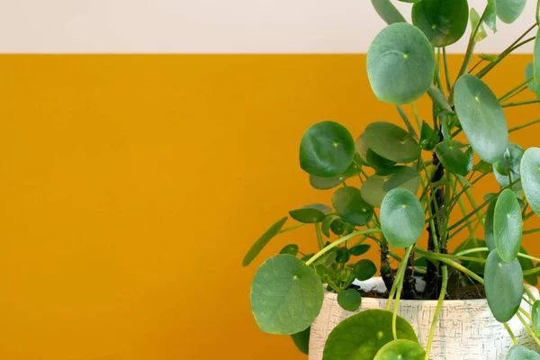 Pilea Peperomioides plant, Chinese money plant or pancake plant near half white half yellow painted wall, retro and modern design