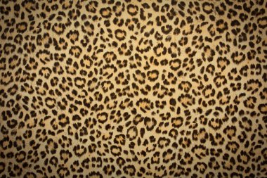 Leopar derisi arka plan dokusu, gerçek kürk retro tasarımı, yakın plan vahşi animasyon saçı modern.