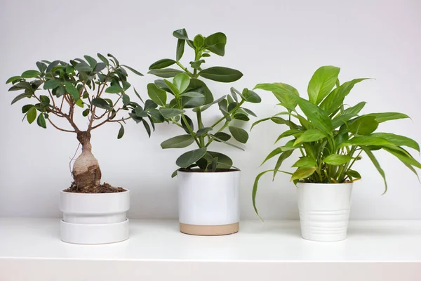 Three Ceramic White Pots White Wall Modern Green Houseplant Retro — Stock Photo, Image