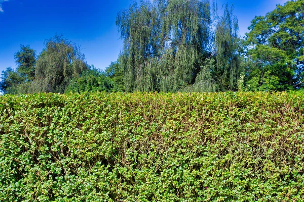 Siepe verde con cielo blu e alberi sullo sfondo, primo piano di un giardino casa siepe nella natura estiva — Foto Stock