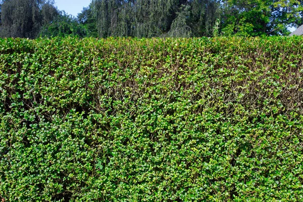 Grüne Hecke mit blauem Himmel und Bäumen im Hintergrund, Nahaufnahme einer Hecke Hausgarten in der sommerlichen Natur — Stockfoto