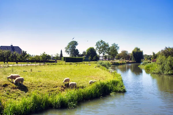 Όμορφο καταπράσινο καλοκαιρινό τοπίο στην Ολλανδία με πρόβατα βόσκησης και ένα ήρεμο ρεύμα, — Φωτογραφία Αρχείου