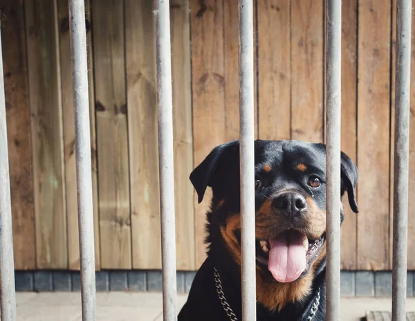 可爱的狗在栅栏后面，Rottweiler在笼里，美丽的宠物的肖像锁定 — 图库照片