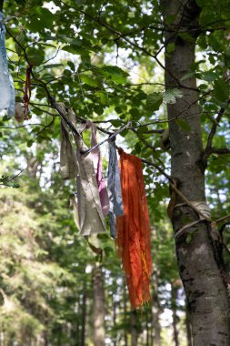 Ormandan toplanan çeşitli çöpler tıbbi maske ve plastik ile bir ağaçta asılı duruyor. Çevresel sorunlar.