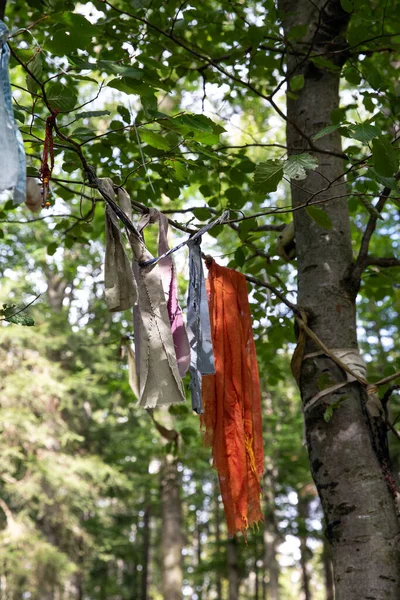 Różne zebrane śmieci z lasu wiszące na drzewie z maską medyczną i plastikiem, problemy środowiskowe — Zdjęcie stockowe