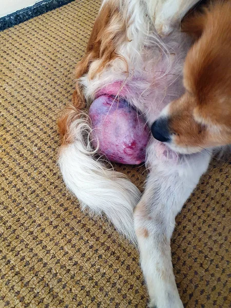 Zieke oude hond met grote kanker tumor tussen de benen, arme en zieke huisdier heeft medische hulp nodig. — Stockfoto