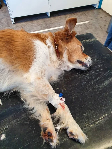 Velho cão doente sendo colocado para dormir pelo veterinário no, cão sênior falecido — Fotografia de Stock