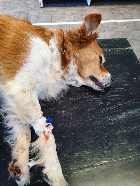 Viejo perro enfermo siendo puesto a dormir por veterinario en el, fallecido perro senior — Foto de Stock